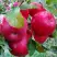 Яблоня АЙДАРЕД в Гомеле