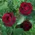 Роза ПАПА МЕЙЯН чайно-гибридная в Гомеле