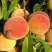 Персик ВУЛКАН в Гомеле