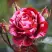 Роза ДИП ИМПРЕШН флорибунда в Гомеле