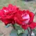 Роза АЛЬЯНС чайно-гибридная в Гомеле
