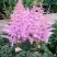 Астильба ГИАЦИНТ Арендса в Гомеле