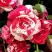 Роза ФАЙЕР ВОРКС миниатюрная в Гомеле