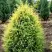 Можжевельник ГОЛД КОН обыкновенный в Гомеле