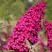 Буддлея давида РОЯЛ РЕД в Гомеле