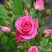 Роза ЛАВЛИ ЛИДИЯ спрей в Гомеле