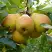 Груша ДОБРЯНКА в Гомеле