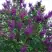 Сирень СУМЕРКИ в Гомеле
