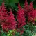 Астильба БУРГУНДИ РЕД Арендса в Гомеле