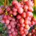 Виноград КИШМИШ КРАСНЫЙ в Гомеле