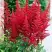 Астильба БУРГУНДИ РЕД Арендса в Гомеле