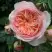 Роза СУРИР ДЕ ХАВР чайно-гибридная в Гомеле