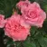 Роза ПЬЕР КАРДЕН чайно-гибридная в Гомеле