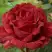Роза РЕД ИНТУИШН чайно-гибридная в Гомеле