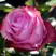 Роза ДИП ВОТЕР чайно-гибридная в Гомеле
