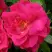 Роза ДЖОРДЖ ВАНКУВЕР флорибунда в Гомеле