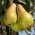 Груша КОНКОРД в Гомеле