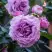 Роза СИЛЬВЕР КВИК плетистая в Гомеле