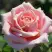 Роза ФРЕДЕРИК МИСТРАЛЬ чайно-гибридная в Гомеле