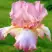 Ирис БЛАШИНГ ПИНК бородатый в Гомеле