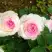 Роза ДОЛЬЧЕ ВИТА чайно-гибридная в Гомеле
