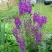 Коровяк ВИОЛЕТТА (вербаскум) в Гомеле