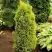 Можжевельник ГОЛД КОН обыкновенный в Гомеле
