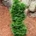 Туя СПИРАЛИС МИНИ западная в Гомеле