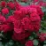 Роза РАДОСТЬ САДОВНИКА (ГАРТЕН ФРОЙДЕ) почвопокровная в Гомеле