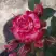 Роза ФАЙЕР ВОРКС миниатюрная в Гомеле