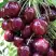 Черешня СИЛЬВИЯ колоновидная в Гомеле
