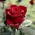 Роза ТАБУ чайно-гибридная в Гомеле
