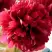 Пион БЕЛГРАВИЯ травянистый в Гомеле