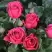 Роза ЛАВ ЛЕТТЕР флорибунда в Гомеле