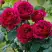 Роза КЕЙТ английская в Гомеле