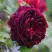 Роза МАНСТЕД ВУД английская в Гомеле