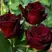 Роза ЧЕРНАЯ МАГИЯ чайно-гибридная в Гомеле
