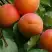 Абрикос ГРАФИНЯ в Гомеле