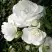 Роза АЙСБЕРГ флорибунда в Гомеле