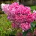 Гортензия МЕГА МИНДИ метельчатая в Гомеле
