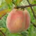 Персик ЕЛГАВСКИЙ в Гомеле