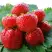 Клубника ВИМА ЗАНТА в Гомеле