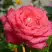 Роза ПЬЕР КАРДЕН чайно-гибридная в Гомеле