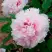 Пион ПЕРСИК ПОД СНЕГОМ древовидный в Гомеле