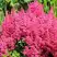 Астильба САННИ ДЕЙ гибридная в Гомеле