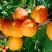 Абрикос СПАДЧЫНА в Гомеле