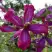 Клематис СВИТ САММЕР ЛАВ в Гомеле