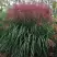 Мискантус МАЛЕПАРТУС китайский  в Гомеле