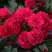 Роза РАДОСТЬ САДОВНИКА (ГАРТЕН ФРОЙДЕ) почвопокровная в Гомеле