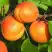 Абрикос СПАДЧЫНА в Гомеле